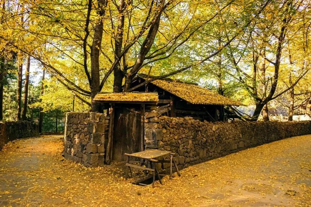 騰沖旅游：這個地方被人民日報整版報道！一起走進銀杏村的金色時光！